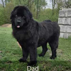 dad